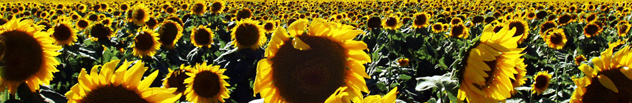 Il Bosco Informatico Rotating Header Image