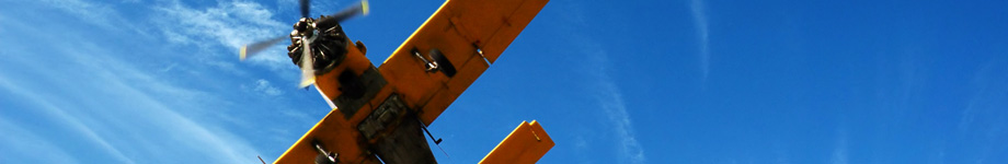 Il Bosco Informatico Rotating Header Image